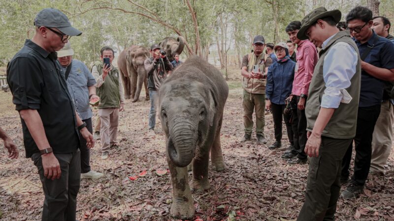 Pemprov Lampung Dorong Keseimbangan Konservasi Gajah dan Aktivitas Masyarakat